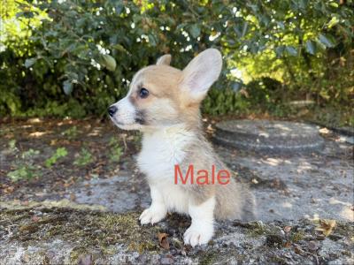 Pedigree Corgi puppies for sale IKC Registered (pending)