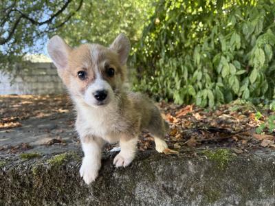 Pedigree Corgi puppies for sale IKC Registered (pending)