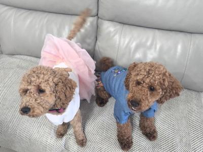Beautiful Miniature Poodle puppies in Mayo – Family Raised