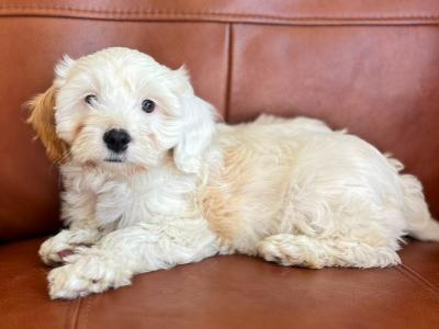 Stunning Tibetan Terrier x Poodle puppies in Waterford