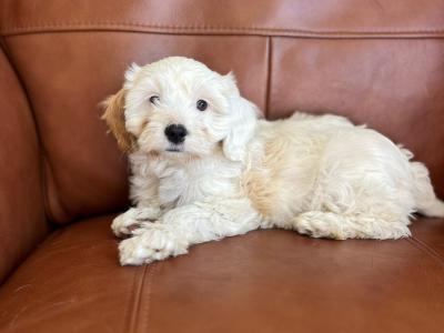 Stunning Tibetan Terrier puppies