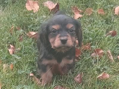 Cavalier King Charlie x Jack Russell