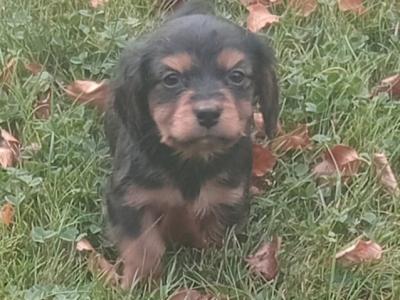 Cavalier King Charles x Jack Russell puppies in Wicklow