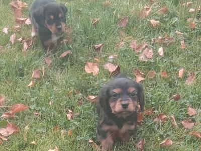 Cavalier King Charlie x Jack Russell