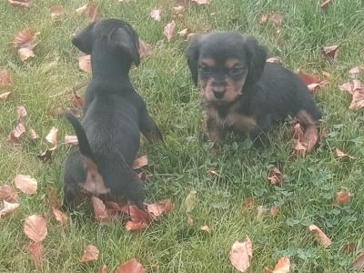 Cavalier King Charlie x Jack Russell