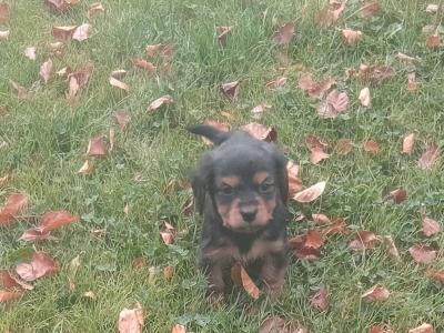 Cavalier King Charlie x Jack Russell
