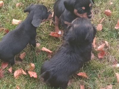 Cavalier King Charlie x Jack Russell