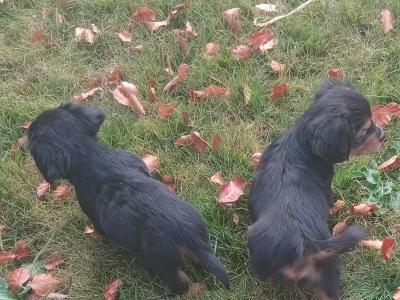 Cavalier King Charlie x Jack Russell