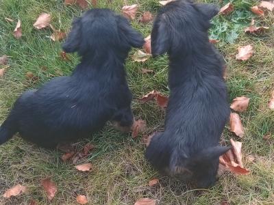 Cavalier King Charlie x Jack Russell