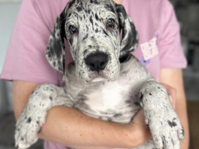 Exceptional IKC Registered (pending) Great Dane puppies in Dublin – Champion European Bloodlines