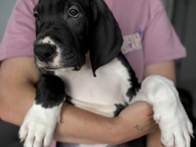 Exceptional IKC Registered (pending) Great Dane puppies in Dublin – Champion European Bloodlines
