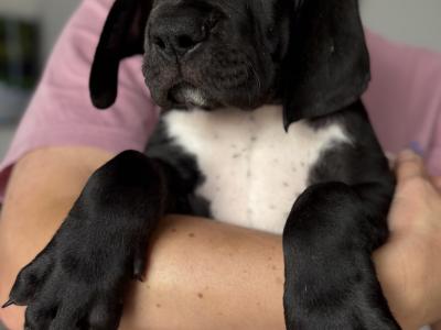 Exceptional IKC Registered (pending) Great Dane puppies in Dublin – Champion European Bloodlines