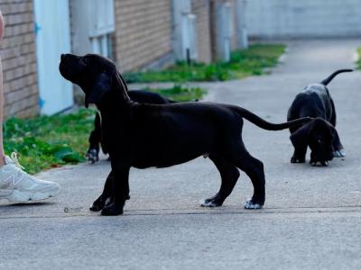 Exceptional IKC Registered (pending) Great Dane puppies in Dublin – Champion European Bloodlines
