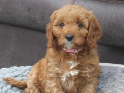Beautiful Cavapoo puppies (F1) in Longford
