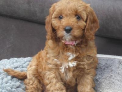 Beautiful Cavapoo puppies (F1)