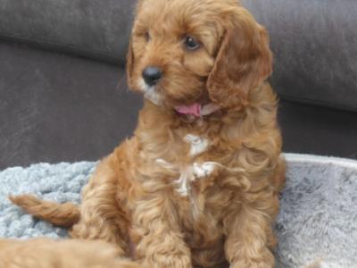 Beautiful Cavapoo puppies (F1)