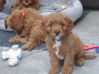 Beautiful Cavapoo puppies (F1)