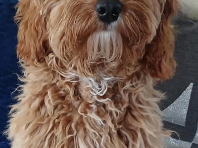 Beautiful Cavapoo puppies (F1)