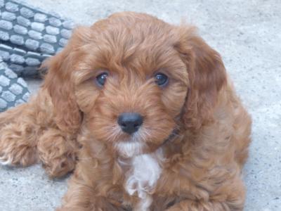 Beautiful Cavapoo puppies (F1)