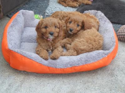 Beautiful Cavapoo puppies (F1)