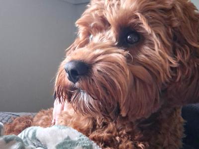 Beautiful Cavapoo puppies (F1)