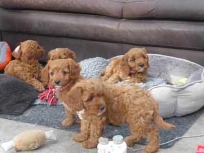 Beautiful Cavapoo puppies (F1)