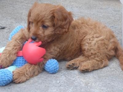 Beautiful Cavapoo puppies (F1)