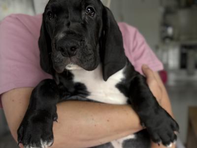 Exceptional IKC Registered (pending) Great Dane puppies in Dublin – Champion European Bloodlines