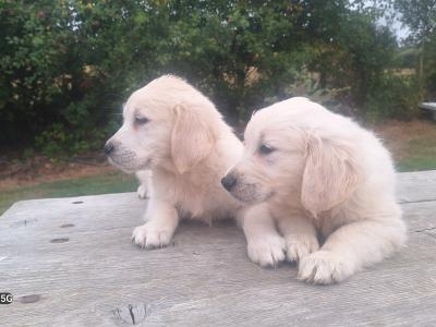 Golden Retriever €700