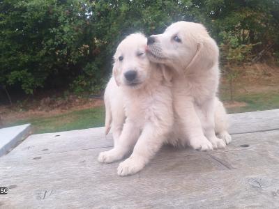 Golden Retriever €700