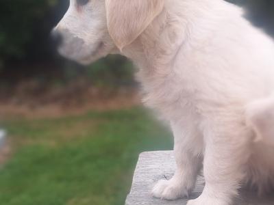 Golden Retriever €700