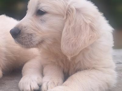 Golden Retriever €700