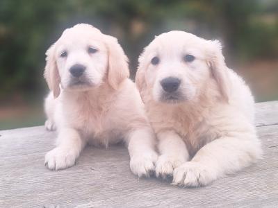 Golden Retriever €700