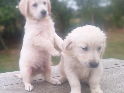 Golden Retriever €700