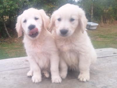 Golden Retriever €700