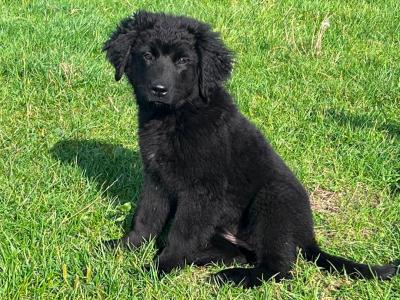 Female Newfoundland puppy in Longford is looking for her forever home! 🐾