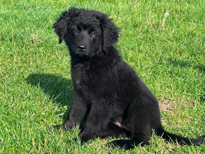 Newfoundland puppies in Longford are looking for their forever home!