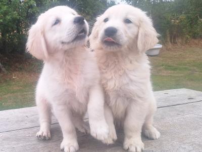 Golden Retriever puppies in Carlow €700