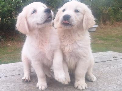 Golden Retriever €700