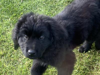 Female Newfoundland puppy in Longford is looking for her forever home! 🐾