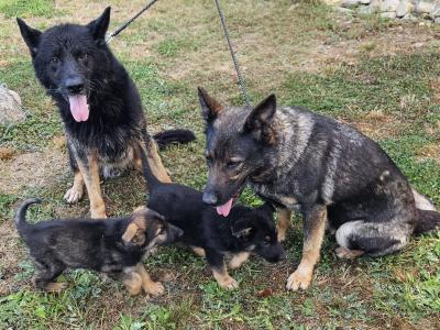 IKC Registered German Shepherd puppies in Wexford - Czechoslovakian & Champion Pedigree