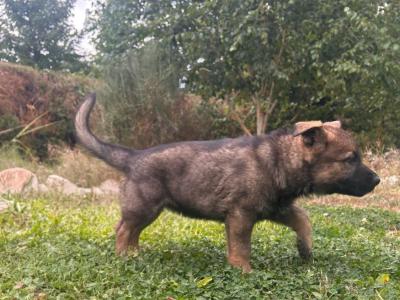 IKC Registered German Shepherd puppies in Wexford - Czechoslovakian & Champion Pedigree