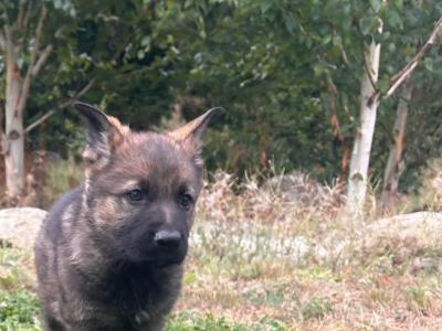 IKC Registered German Shepherd puppies in Wexford - Czechoslovakian & Champion Pedigree