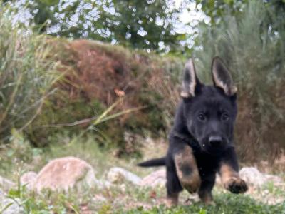 IKC Registered German Shepherd puppies in Wexford - Czechoslovakian & Champion Pedigree