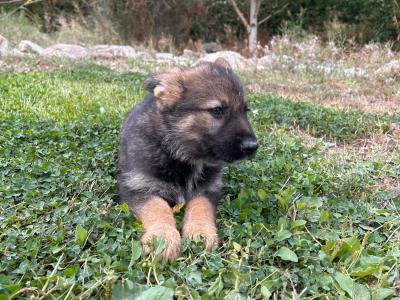IKC Registered German Shepherd puppies in Wexford - Czechoslovakian & Champion Pedigree
