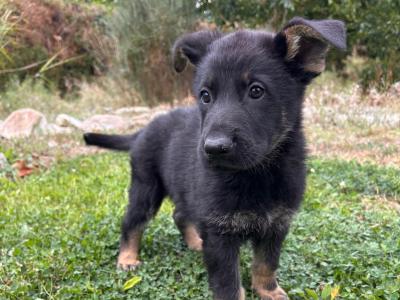 IKC Registered German Shepherd puppies in Wexford - Czechoslovakian & Champion Pedigree