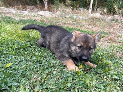 IKC Registered German Shepherd puppies in Wexford - Czechoslovakian & Champion Pedigree