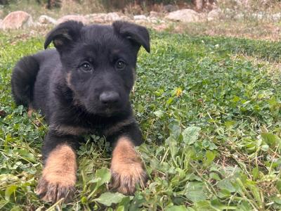 IKC Registered German Shepherd puppies in Wexford - Czechoslovakian & Champion Pedigree