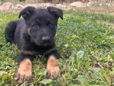 IKC Registered German Shepherd puppies in Wexford - Czechoslovakian & Champion Pedigree