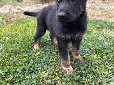 IKC Registered German Shepherd puppies in Wexford - Czechoslovakian & Champion Pedigree